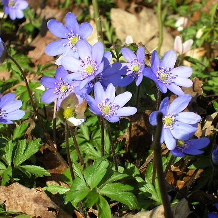 Wismens Natur & Fiske Krogsered Εξωτερικό φωτογραφία