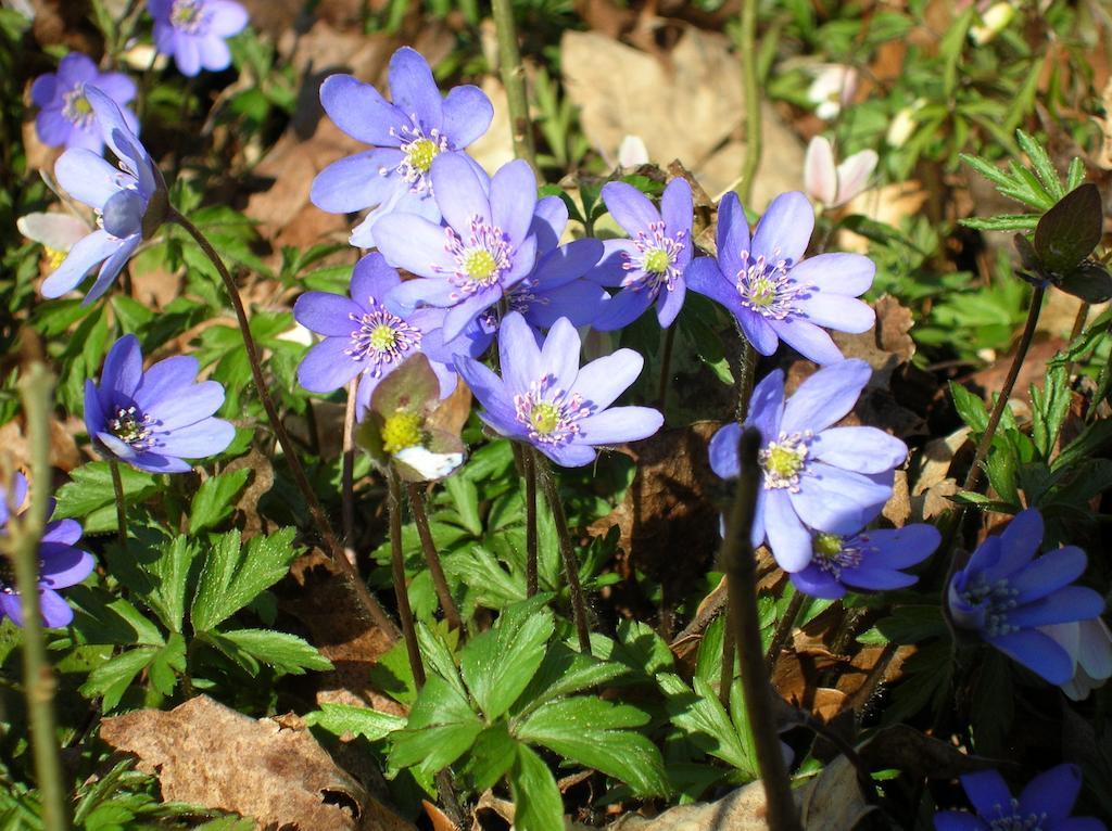Wismens Natur & Fiske Krogsered Εξωτερικό φωτογραφία